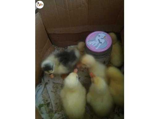 Kazlar yavruları ve yumurtaları 