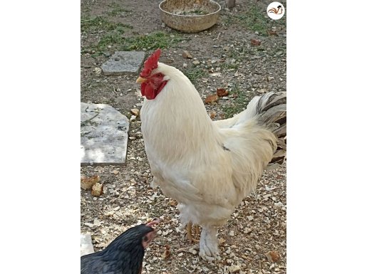 BRAHMAN Hakiki köy horozu
