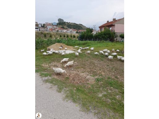 Yerli kaz linda kazı 