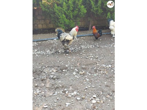 BİRBİRİNDEN GÜZEL BRAHMA HOROZLARI