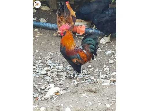 SATILIK İSPENÇ HOROZU
