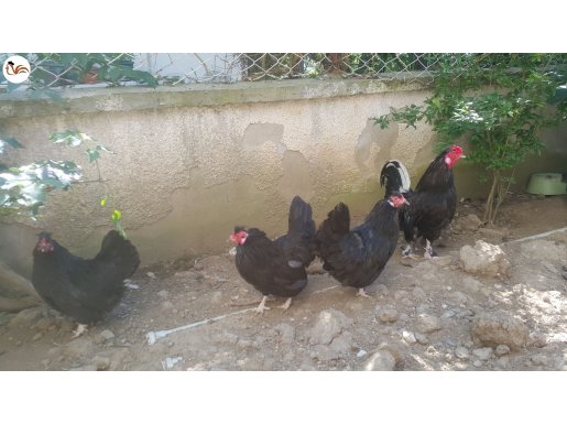 mavici ispenç siyah  1horoz + 3 tavuk