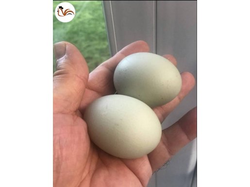 Mavi yeşil yumurta tavuğu (yumurtlar durumda) ve yumurtaları