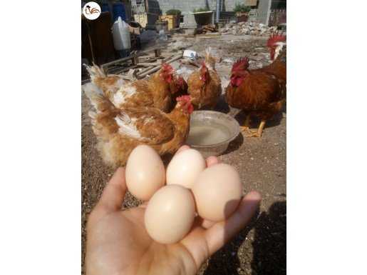 Düzenli hergün Yumurtlayan tavuk