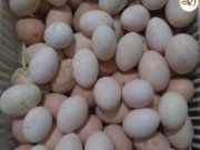 Ligorin tinted karışık kuluçkalık yumurta 
