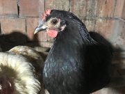 Günlük Kuluçkalık A kalite Köy Tavuğu Yumurtası 