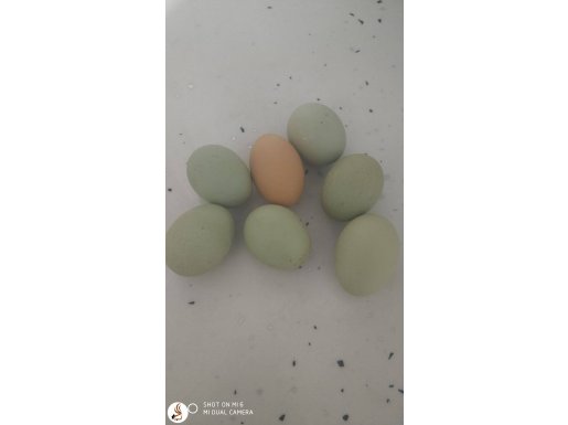 Kuluçka İçin Yeşil Yumurta