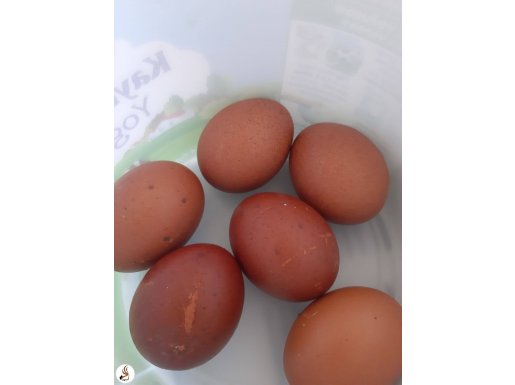 Kuluçkalık maran kiremit kırmızı yumurta