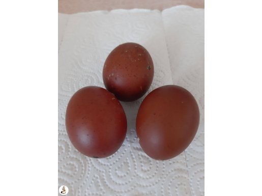 Marans yumurta black blue ve silver tavuklardan