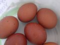 Kuluçkalık maran kiremit kırmızı yumurta