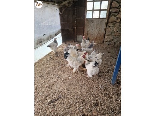 SÜS TAVUKLARI KULUÇKALIK YUMURTA
