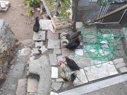 5 TAVUK 1 HOROZ MALTEPE İSTANBUL