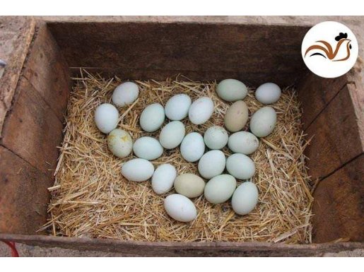 KULUÇKALIK YUMURTALAR Mavi-yeşil