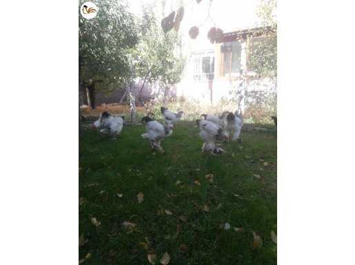 Brahma ırk özelliklerini bilen baksın