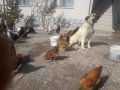 Ankara Kızılcahamam da kendi bahcemde yetiştirdim doğal kaz 