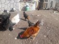 Ankara Kızılcahamam da kendi bahcemde yetiştirdim doğal kaz 