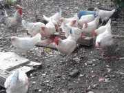 ADANA YÜREĞİR den 10 adet yumurtada lohman sandi tavuk satıl