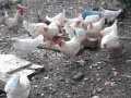 ADANA YÜREĞİR den 6 adet yumurtada lohman sandi tavuk satıl
