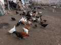 yerli köy tavukları Hint tavukları Kepez kel mavici tavuklar