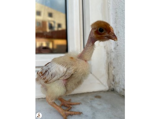 Karışık Civcivler 