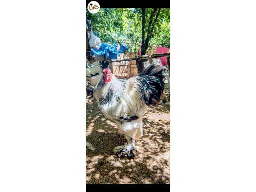 Kaliteli layt Brahma horozlar 8 aylık 