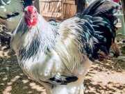 Kaliteli layt Brahma horozlar 8 aylık 