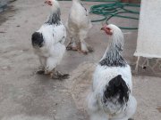 Sağlam kan light brahma horoz adayları 