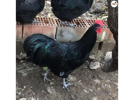 Alman uzun kuyruk Austrolorp civcivler sahiolendirilir