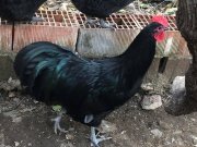 Alman uzun kuyruk Austrolorp civcivler sahiolendirilir