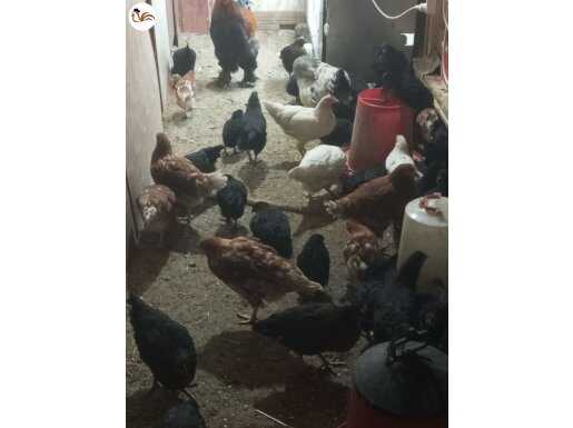 Tavuklar ördekler kazlar hindiler