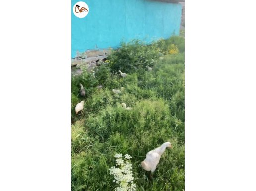 BÜYÜK GRİ & MAMUT SATILIK AĞRI MERKEZ 