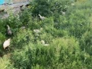 BÜYÜK GRİ & MAMUT SATILIK AĞRI MERKEZ 