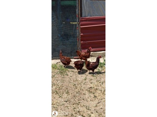 Ride ısland Red (Çikolata RIR) tavuklar...