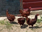 Ride ısland Red (Çikolata RIR) tavuklar...