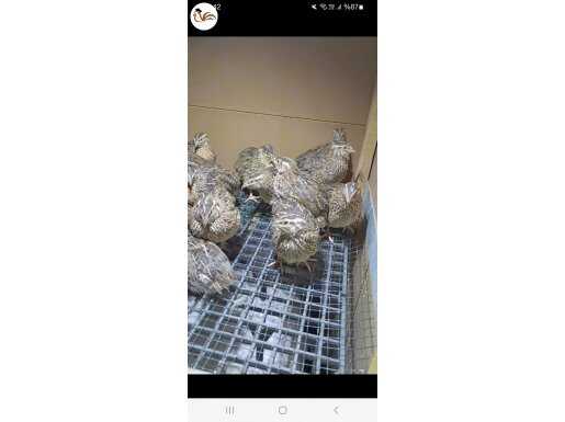 Bıldırcın ve günlük yumurta vardır