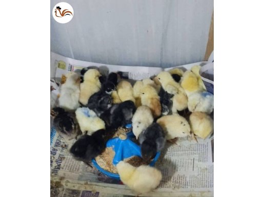 YEŞİL YUMURTA YAPAN TAVUKLARIN CİVCİVLERİ