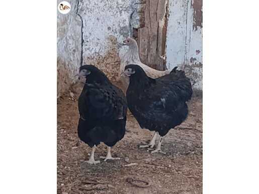 Kaliteli süs tavukları