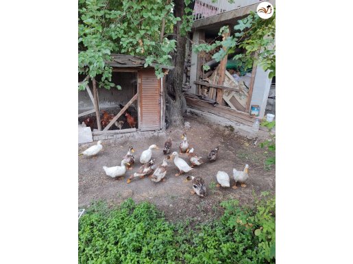 Acil satılık  4 aylık 14 adet pekin ördeği 