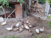 Acil satılık  4 aylık 14 adet pekin ördeği 