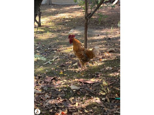Satılık köy horozu 