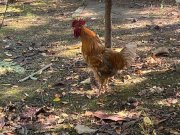 Satılık köy horozu