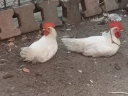 2 adet genç ligorin horoz