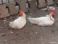 2 adet genç ligorin horoz