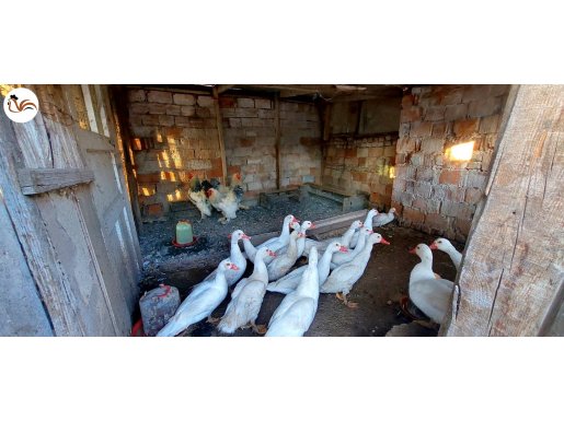 BEYAZ AMERIKAN ORDEKLERİ 