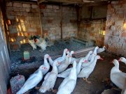 BEYAZ AMERIKAN ORDEKLERİ 