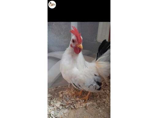 4 aylık serama horoz