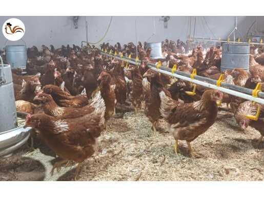 Ataks suseks lohman yarka satışı