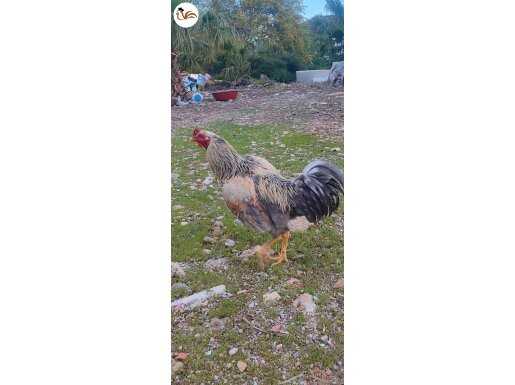 HİNT HOROZU
