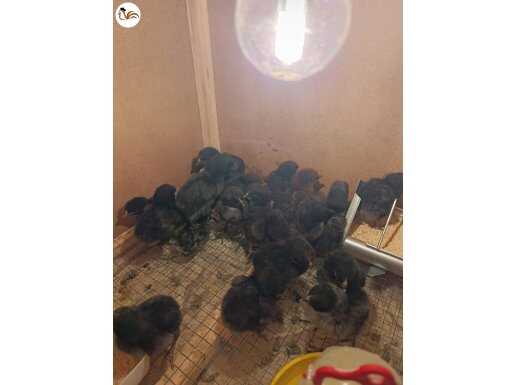 UZUN ÖTÜMLÜ DENİZLİ ANAÇLARINA AİT CİVCİVLER