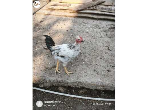 Yumurtlayan köy tavuğu